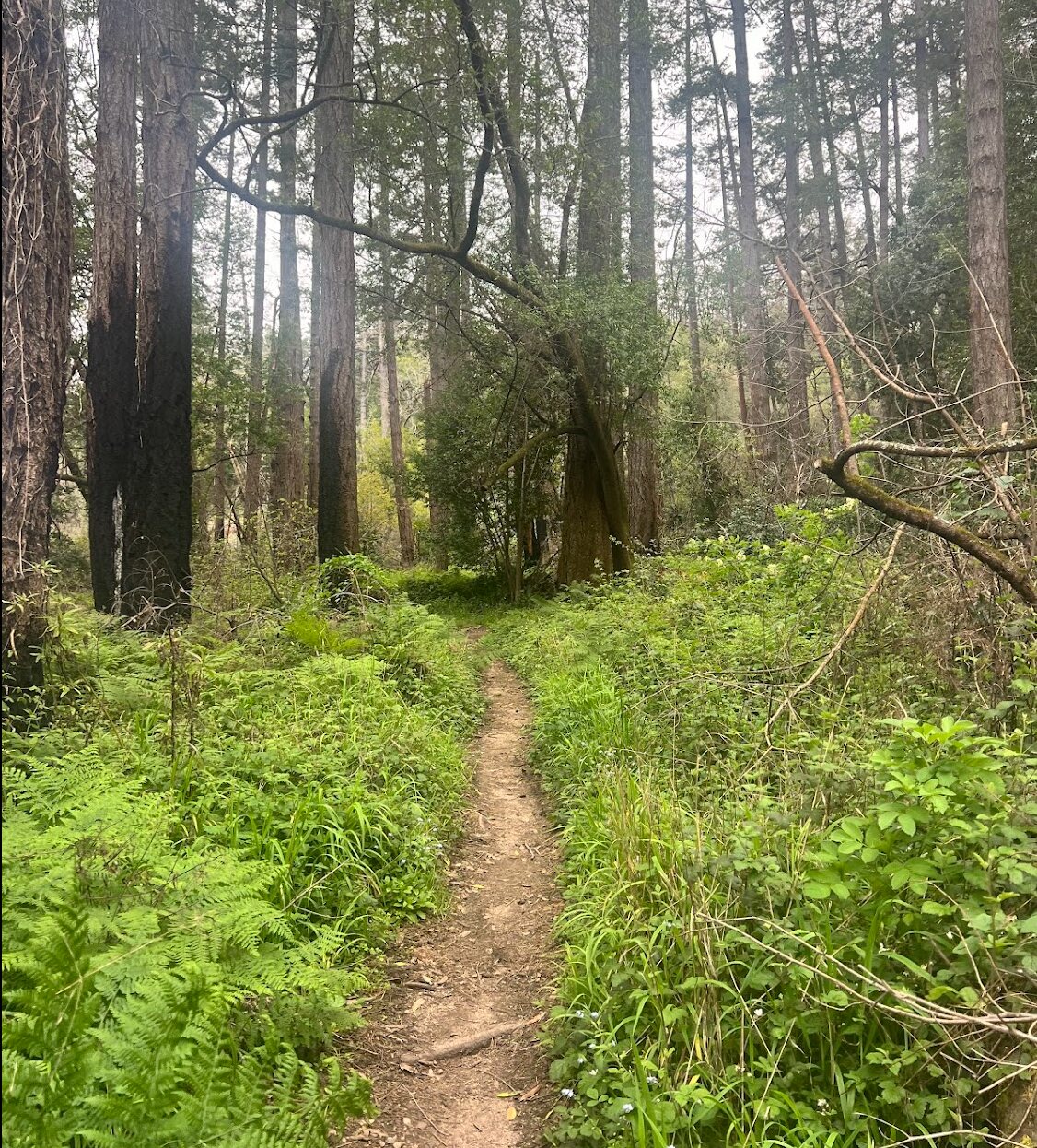 A narrow woodland trail winding through ferns and tall trees